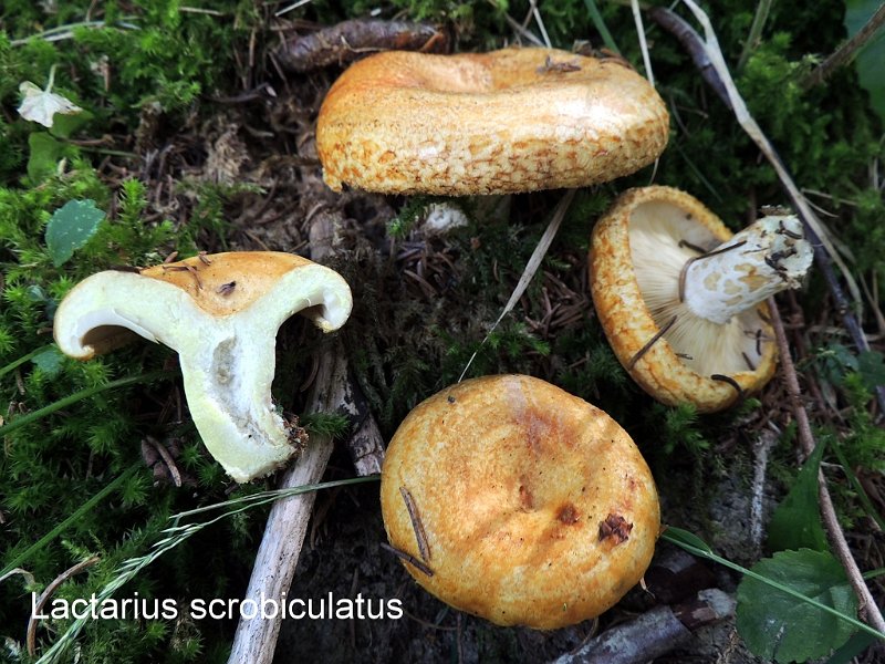 Lactarius scrobiculatus-amf1067.jpg - Lactarius scrobiculatus ; Syn1: Lactifluus scrobiculatus ; Syn2: Galorrheus scrobiculatus ; Nom français: Lactaire à fossettes